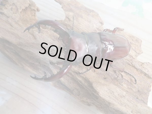 画像2: ☆新成虫☆フォルスターフタマタクワガタ（亜種ニシ）♂82ミリ♀40ミリ別血統ペア販売！！ (2)