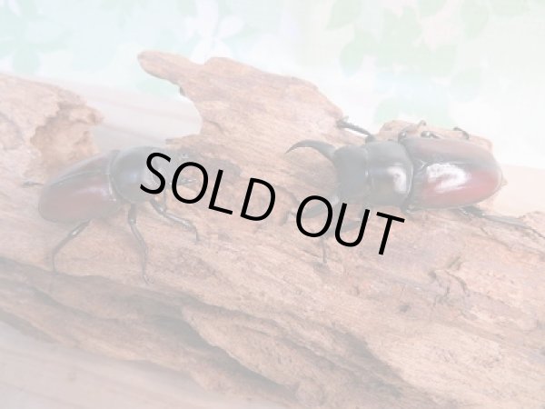 画像5: 新成虫☆F3☆ドンキエールコクワガタ(赤ドンキ)♂49ミリ♀38ミリペア販売!! (5)