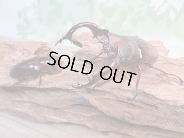 画像5: ☆新成虫☆フォルスターフタマタクワガタ（亜種ニシ）♂82ミリ♀40ミリ別血統ペア販売！！ (5)