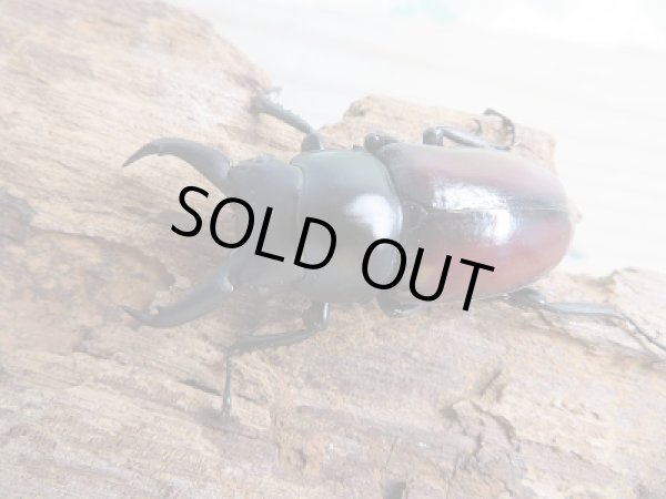 画像2: 新成虫☆F3☆ドンキエールコクワガタ(赤ドンキ)♂49ミリ♀38ミリペア販売!! (2)