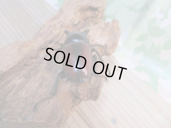 画像3: 新成虫☆F3☆ドンキエールコクワガタ(赤ドンキ)♂49ミリ♀38ミリペア販売!! (3)