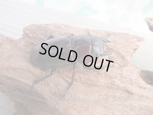 画像4: ☆新成虫☆フォルスターフタマタクワガタ（亜種ニシ）♂82ミリ♀40ミリ別血統ペア販売！！ (4)