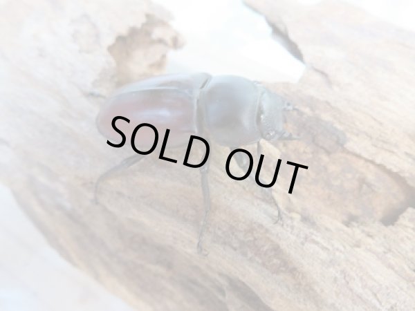 画像4: 新成虫☆F3☆ドンキエールコクワガタ(赤ドンキ)♂49ミリ♀38ミリペア販売!! (4)