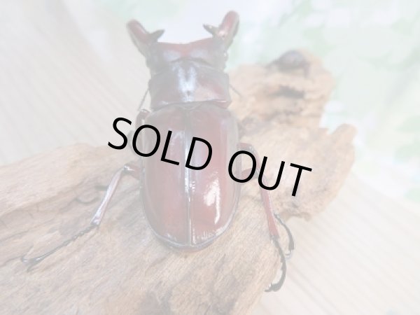 画像3: ☆新成虫☆フォルスターフタマタクワガタ（亜種ニシ）♂82ミリ♀40ミリ別血統ペア販売！！ (3)