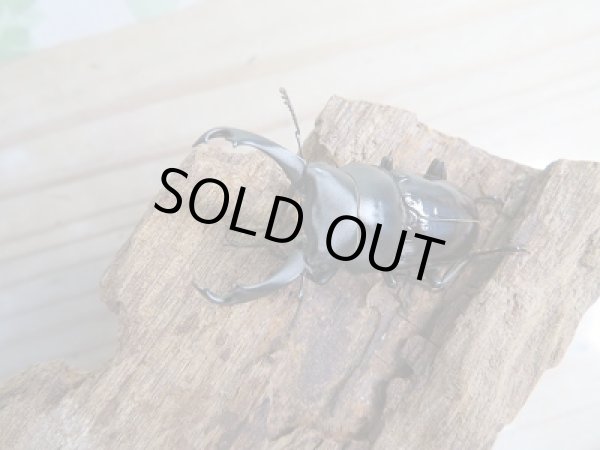 画像2: 新成虫☆WF1☆ドルクスシネンシス(原名亜種)♂44ミリ♀31ミリペア販売!! (2)