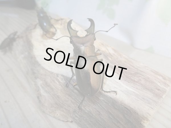 画像3: 新成虫☆WF1☆トゥルンカートゥスホソアカクワガタ♂46.5ミリ♀フリーサイズ+♀フリーサイズ計3頭トリオ販売!! (3)