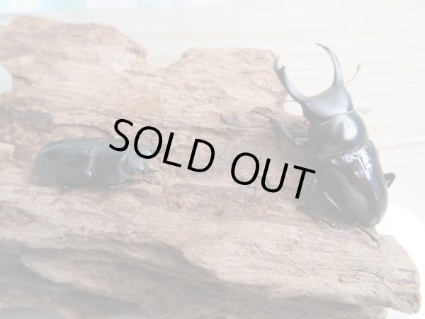 画像5: 新成虫☆WF1☆ドルクスシネンシス(原名亜種)♂44ミリ♀31ミリペア販売!! (5)