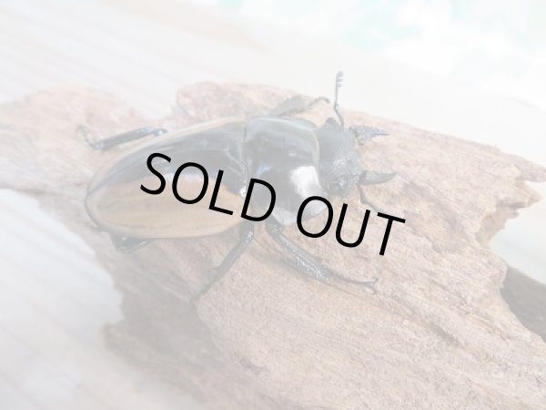 画像4: ☆新成虫☆ブルマイスターツヤクワガタ♂66ミリ♀50ミリペア販売！！ (4)