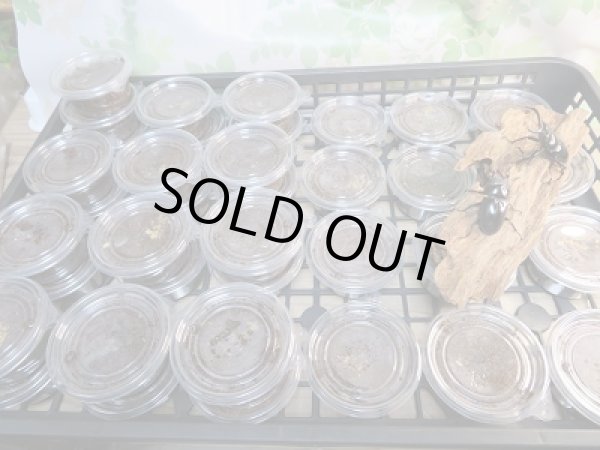 画像3: ☆西カメン産☆ネパレンシスコクワガタ(ネパールコクワ)初二令幼虫4頭セット販売!! (3)