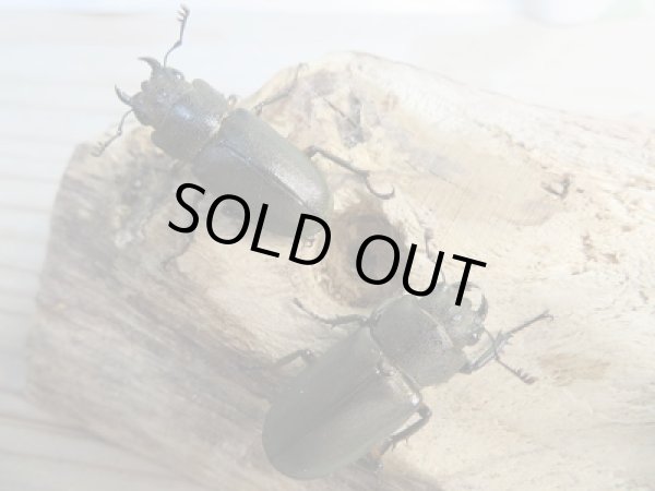 画像4: 新成虫☆WF1☆トゥルンカートゥスホソアカクワガタ♂46.5ミリ♀フリーサイズ+♀フリーサイズ計3頭トリオ販売!! (4)