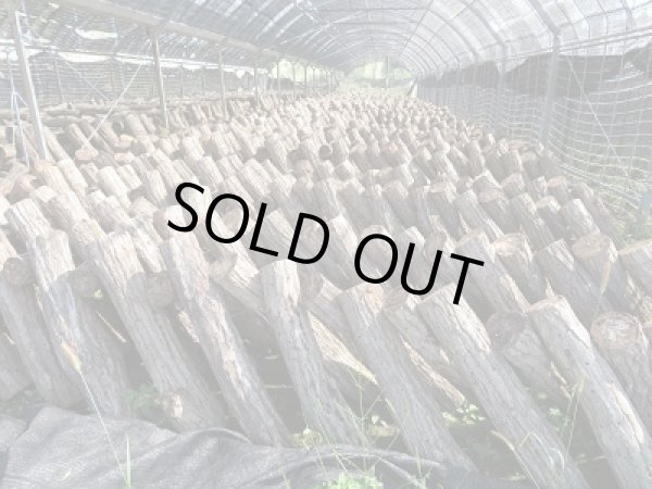 画像2: ☆ハウス原木☆クヌギ産卵木Lサイズ~LLサイズ(A材1本) (2)