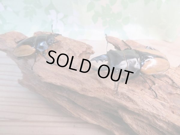 画像5: ☆新成虫☆ブルマイスターツヤクワガタ♂66ミリ♀50ミリペア販売！！ (5)