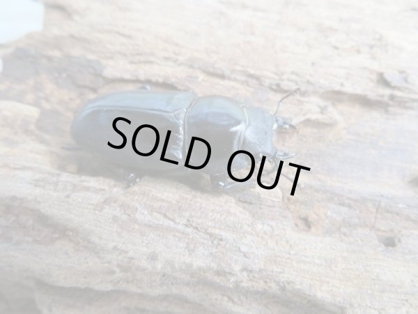 画像4: 新成虫☆WF1☆ドルクスシネンシス(原名亜種)♂44ミリ♀31ミリペア販売!! (4)