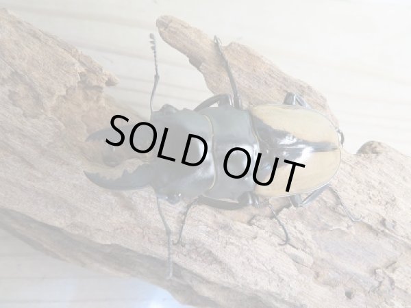 画像2: ☆新成虫☆ブルマイスターツヤクワガタ♂66ミリ♀50ミリペア販売！！ (2)