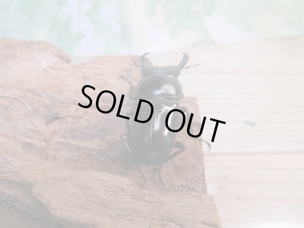 画像3: 新成虫☆WF1☆ドルクスシネンシス(原名亜種)♂44ミリ♀31ミリペア販売!! (3)