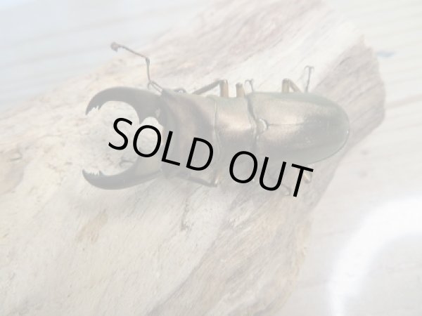 画像2: 新成虫☆WF1☆トゥルンカートゥスホソアカクワガタ♂46.5ミリ♀フリーサイズ+♀フリーサイズ計3頭トリオ販売!! (2)