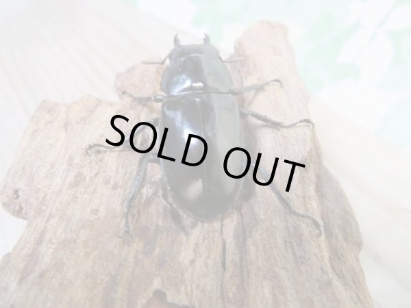 画像3: ☆チベット産☆フォルスターフタマタクワガタ(亜種ニシ)♀40ミリ単品販売!! (3)