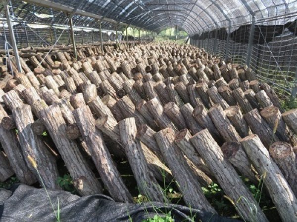 画像2: ☆ハウス原木☆クヌギ産卵木Mサイズ~Lサイズ(A材1本) (2)