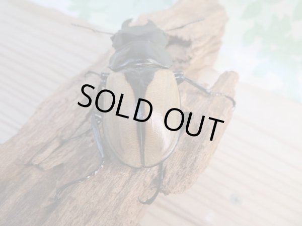 画像3: ☆新成虫☆ブルマイスターツヤクワガタ♂66ミリ♀50ミリペア販売！！ (3)