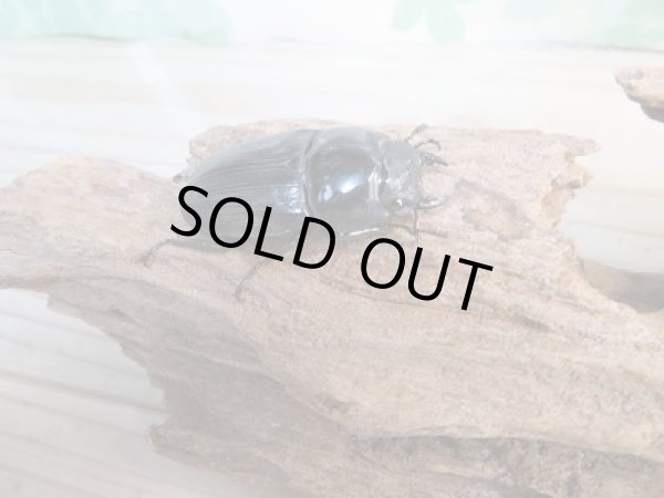 画像4: ☆人気種☆F4!ベトナムクルビデンスssp(ババクルビデンス)♂72ミリ♀44ミリペア販売!! (4)