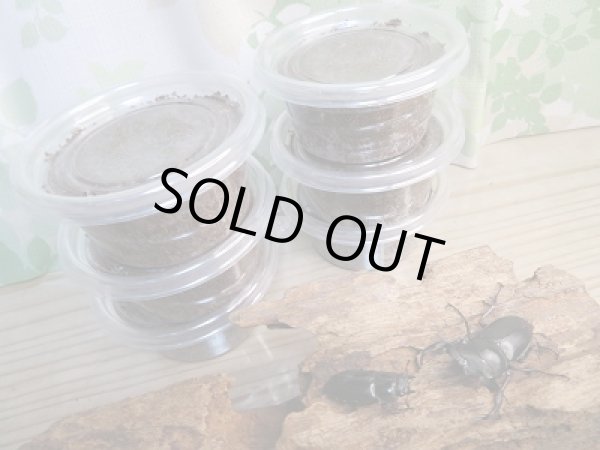 画像2: タイワンシカクワガタ初二令幼虫3頭セット販売!! (2)