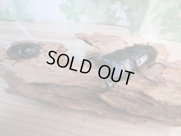 画像5: ☆人気種☆F4!ベトナムクルビデンスssp(ババクルビデンス)♂72ミリ♀44ミリペア販売!! (5)