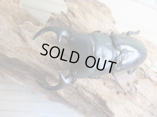 画像2: ☆人気種☆F4!ベトナムクルビデンスssp(ババクルビデンス)♂72ミリ♀44ミリペア販売!! (2)