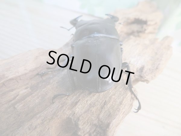 画像3: ☆人気種☆F4!ベトナムクルビデンスssp(ババクルビデンス)♂72ミリ♀44ミリペア販売!! (3)