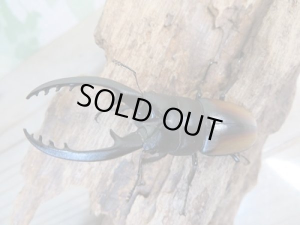 画像2: 新成虫！レニノコギリクワガタ♂59ミリ♀27ミリペア販売！！ (2)