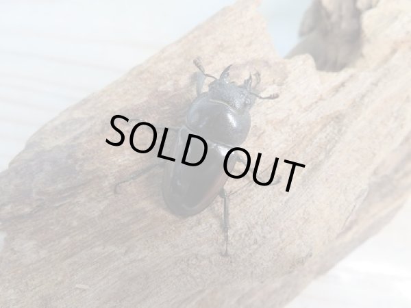 画像4: 新成虫！レニノコギリクワガタ♂59ミリ♀27ミリペア販売！！ (4)