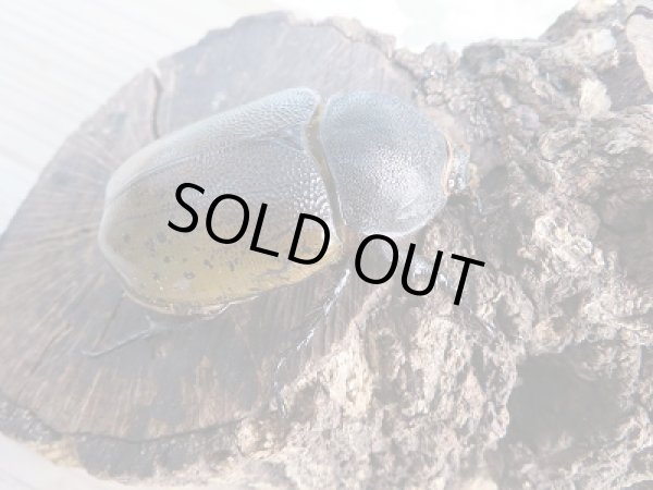 画像4: 新成虫☆F2☆モロンシロカブト♂89ミリ♀60ミリペア販売!! (4)