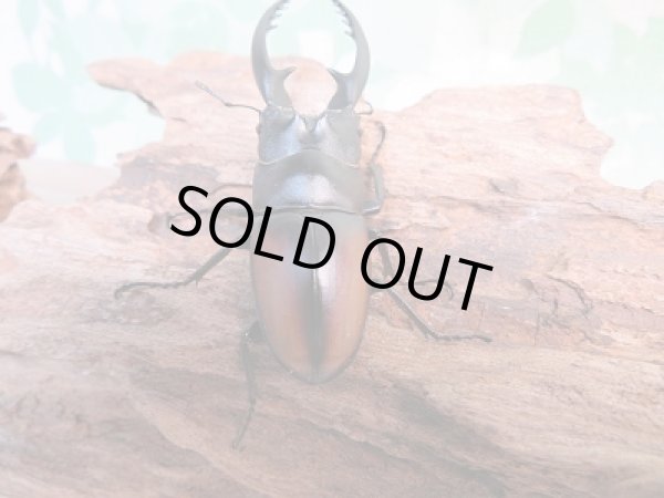 画像3: 新成虫！レニノコギリクワガタ♂59ミリ♀27ミリペア販売！！ (3)