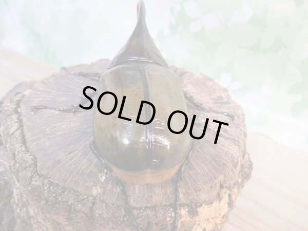 画像3: 新成虫☆F2☆モロンシロカブト♂89ミリ♀60ミリペア販売!! (3)