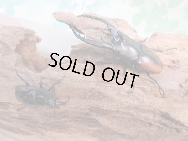 画像5: 新成虫！レニノコギリクワガタ♂59ミリ♀27ミリペア販売！！ (5)