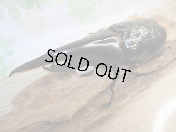 画像3: ☆当店オリジナル極太血統☆D.H.ヘラクレス初二令幼虫3頭セット販売!! (3)