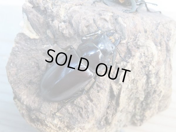 画像4: ☆くろねこチャンネルより入荷個体☆ギラファノコギリクワガタクワガタ（亜種ティモレンシス）♂57ミリ♀41ミリペア販売！更にプレゼント付き！ (4)