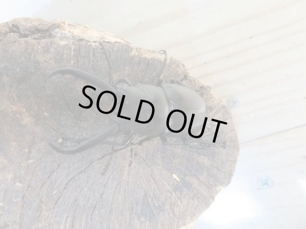 画像2: ☆くろねこチャンネルより入荷個体☆ギラファノコギリクワガタクワガタ(亜種ティモレンシス)♂53ミリ♀40ミリペア販売!更にプレゼント付き! (2)