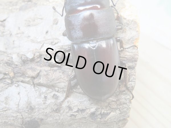 画像3: ☆くろねこチャンネルより入荷☆WF3!ダイトウヒラタクワガタ♂47ミリ♀29ミリ+♀28ミリ計3頭トリオ販売!更にプレゼント付き! (3)