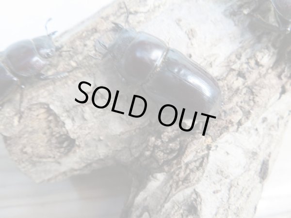 画像5: ☆くろねこチャンネルより入荷☆WF3!ダイトウヒラタクワガタ♂47ミリ♀32ミリ+♀30ミリ計3頭トリオ販売!更にプレゼント付き! (5)