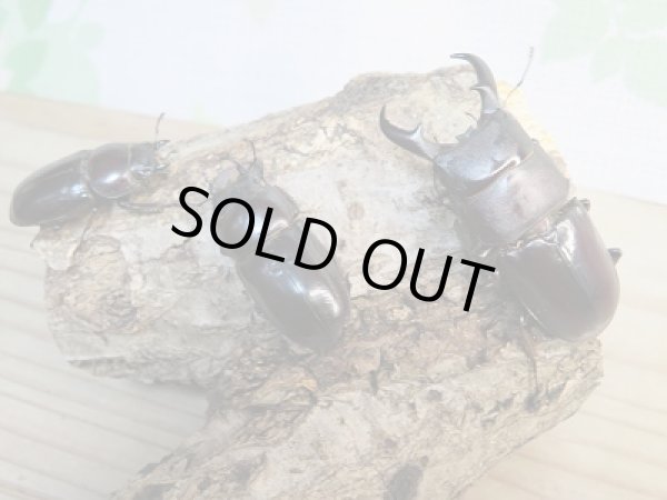 画像6: ☆くろねこチャンネルより入荷☆WF3!ダイトウヒラタクワガタ♂47ミリ♀32ミリ+♀30ミリ計3頭トリオ販売!更にプレゼント付き! (6)