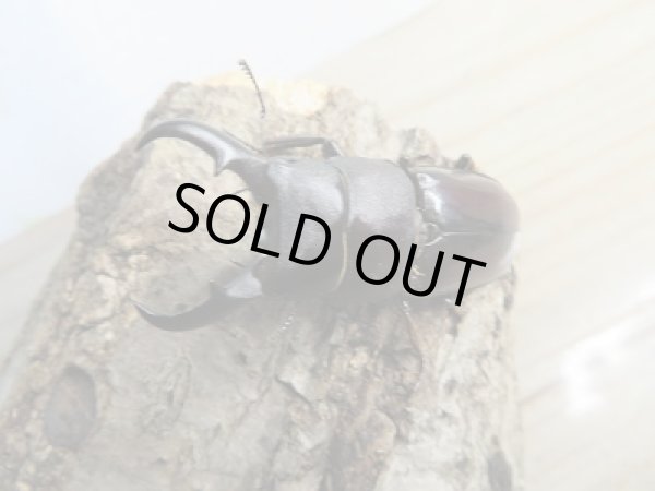 画像2: ☆くろねこチャンネルより入荷☆WF3!ダイトウヒラタクワガタ♂47ミリ♀32ミリ+♀30ミリ計3頭トリオ販売!更にプレゼント付き! (2)