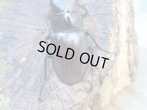 画像3: ☆くろねこチャンネルより入荷個体☆ギラファノコギリクワガタクワガタ(亜種ティモレンシス)♂53ミリ♀40ミリペア販売!更にプレゼント付き! (3)