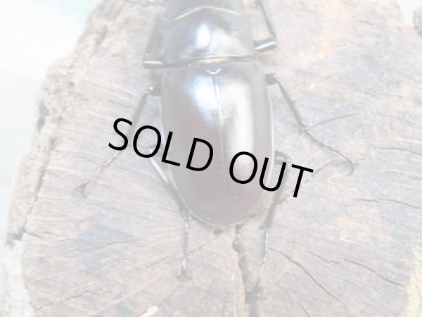 画像3: ☆くろねこチャンネルより入荷個体☆ギラファノコギリクワガタクワガタ（亜種ティモレンシス）♂57ミリ♀41ミリペア販売！更にプレゼント付き！ (3)