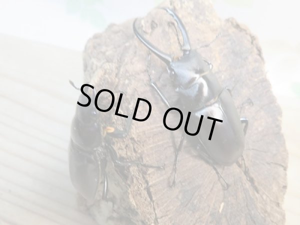 画像5: ☆くろねこチャンネルより入荷個体☆ギラファノコギリクワガタクワガタ（亜種ティモレンシス）♂57ミリ♀41ミリペア販売！更にプレゼント付き！ (5)