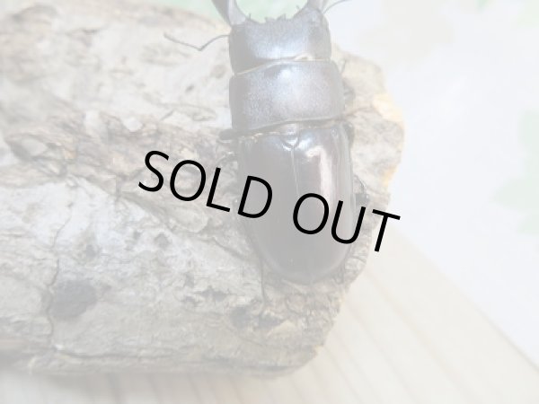 画像3: ☆くろねこチャンネルより入荷☆WF3!ダイトウヒラタクワガタ♂47ミリ♀32ミリ+♀30ミリ計3頭トリオ販売!更にプレゼント付き! (3)