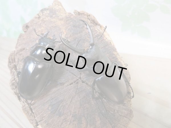 画像5: ☆くろねこチャンネルより入荷個体☆ギラファノコギリクワガタクワガタ(亜種ティモレンシス)♂53ミリ♀40ミリペア販売!更にプレゼント付き! (5)