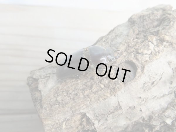 画像5: ☆くろねこチャンネルより入荷☆WF3!ダイトウヒラタクワガタ♂47ミリ♀29ミリ+♀28ミリ計3頭トリオ販売!更にプレゼント付き! (5)