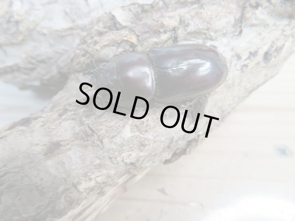 画像4: ☆くろねこチャンネルより入荷☆WF3!ダイトウヒラタクワガタ♂47ミリ♀29ミリ+♀28ミリ計3頭トリオ販売!更にプレゼント付き! (4)