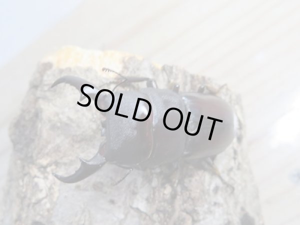 画像2: ☆くろねこチャンネルより入荷☆WF3!ダイトウヒラタクワガタ♂47ミリ♀29ミリ+♀28ミリ計3頭トリオ販売!更にプレゼント付き! (2)