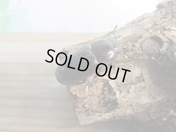 画像4: ☆くろねこチャンネルより入荷☆WF3!ダイトウヒラタクワガタ♂47ミリ♀32ミリ+♀30ミリ計3頭トリオ販売!更にプレゼント付き! (4)